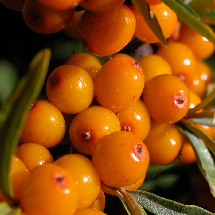 Seabuckthorn Seed Extract