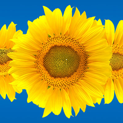 Sunflower Plant Sterol Ester